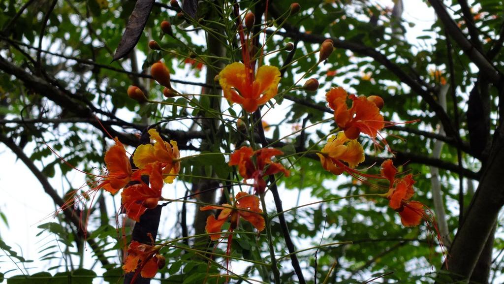Cabinas Caribe Luna 卡维塔 外观 照片