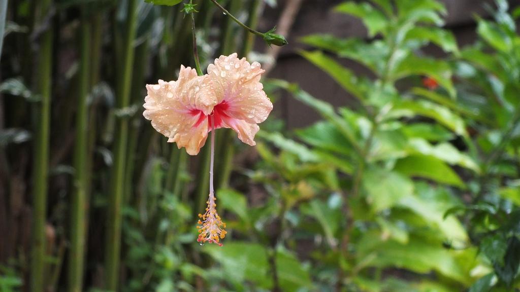 Cabinas Caribe Luna 卡维塔 外观 照片